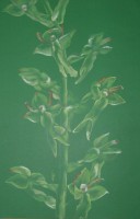 /album/megveheto-rajzok/bekakonty-neottia-ovata-jpg1/